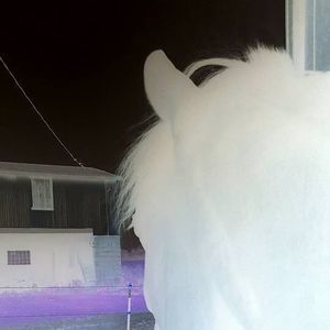 Meet your Posher, Jasmine